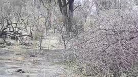 Mother Elephant chasing away the Vultures!