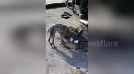 Heartbreaking moment starving dog chained to concrete block is given a drink for the first time in days