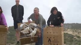 Beautiful Moment Rescued Seagull Family Are Released Together Into The Wild