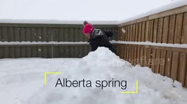 Weird weather in Alberta: winter to spring overnight