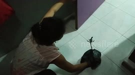 Woman in Indonesia saves stray chameleon that wandered into her house