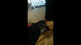 Chihuahua sticking tongue out