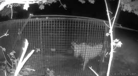 Missing dog rescued after women spent 15 weeks trying to catch her with thermal imaging, traps and meatballs in UK park