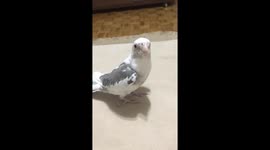 Cockatiel Whistles Mobile Phone Ringtone