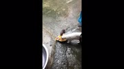 temp