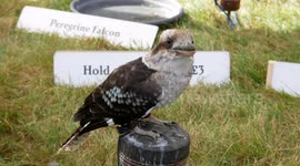 Australian Laughing Kookaburra