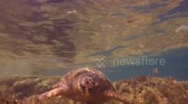 Amazing close up of Loggerhead Turtle
