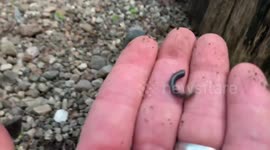 Fascinating moment detached salamander tail keeps wiggling on its own