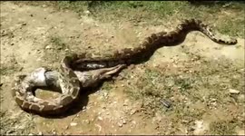 Monster 15-foot rock python regurgitates jackal pup in northern India