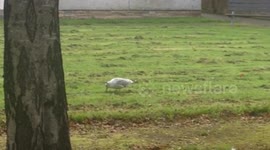 Footage emerges of 'famous' UK seagull with an arrow through its head