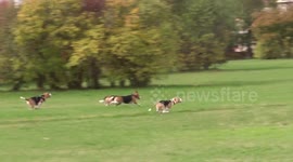 Four Bigles are chasing the dog's amusement activities