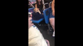 French Bulldog Yawns on Bus