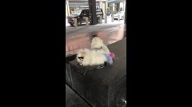 Dogs With Pink and Purple Tails Spotted in Hudson Yards!