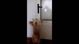 Dog keeps trying to open the door