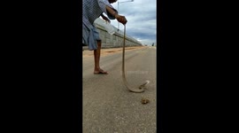 Passer-by uses plastic bottle to rescue injured cobra