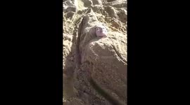 Singing banana sand sculpture