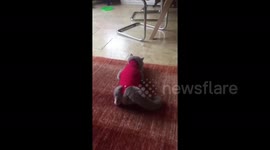 Cat having some difficulty adjusting to her temporary outfit falls over