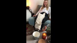 This cat is no yoga queen! Feline flops off lap while posing for her owner