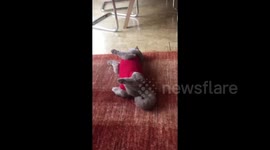 Kitty collapses to ground while wearing post-operation catsuit