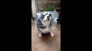 temp