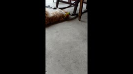 Clumsy Shih Tzu Gets Tangled In Rat Trap