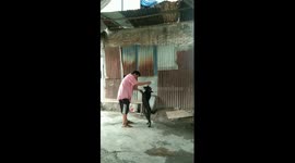 the black dog stands up while struggling cheerfully with its owner