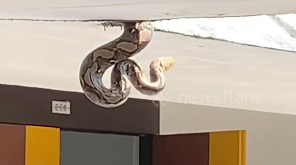 Python Falling From Roof Thai university students terrified after wild python drops down from ...