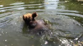 Tame baby bear goes for a swim in Russian river on hot summer day