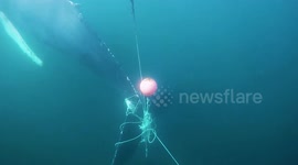 Incredible moment UK volunteers rescue exhausted humpback whale caught in fishing nets