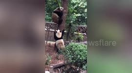 打不过就跑 功夫熊猫灵活爬树