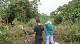 Wild Sumatran elephants (Elephas maximus sumatrensis) were found dead in Indonesia