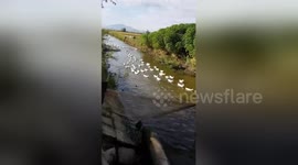 Dozens of ducks go for paddle together