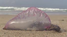 Stunning close up footage shows what the deadly Portuguese man o' war invading England's beaches look like