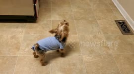 Puppy is very excited to see dad