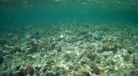 Encounter with needlefish