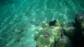 Fish making noises while eating