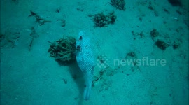 Swimming alongside pufferfish
