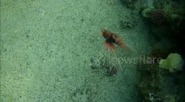 Beautiful Lionfish swim alongside coral reef