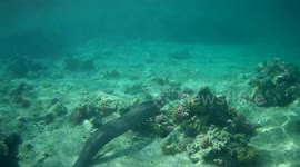 Swimming alongside 2m long Giant moray eel
