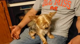 Puppy Yorkie is so tired