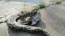 Stomach-churning moment python regurgitates farmer's prized rooster in Thailand