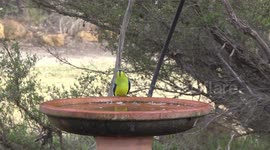 A feast of parrots! A beautiful Elegant Parrot drinking at a birdbath