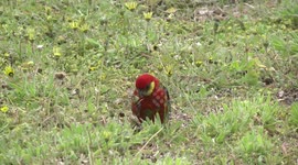 A feast of parrots!  Stunning – a male Western Rosella eating daisy seeds