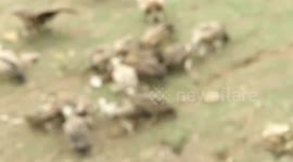 Scarily Sky Burial in Nagqu Tibet