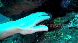 Diver scared by tropical eel floating past his hand while touching shrimps