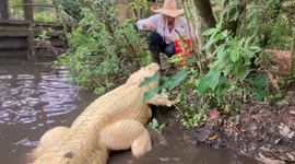Rare leucistic alligator approaches caretaker for snack