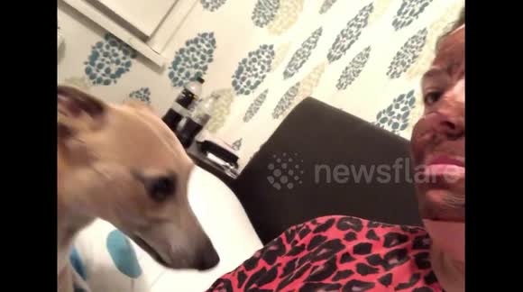 Dog has hilarious reaction to owner's face mask
