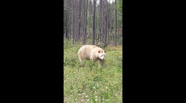 Kermode bear eating berries