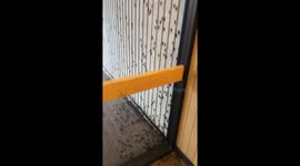 Thousands of crickets infest Texas university