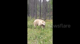 Incredibly rare 'spirit bear' spotted in Canadian wild